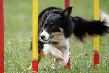 hund beim agility